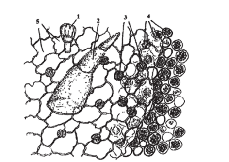 Анатомическое строение листа дурмана обыкновенного с поверхности.