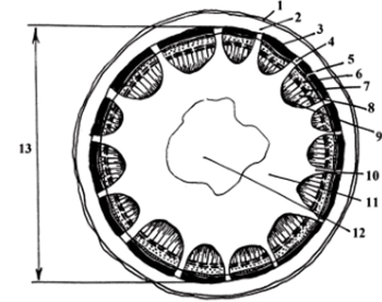 Схема поперечного среза стебля пучкового строения двудольного травянистого растения.