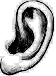 Козелок ушной раковины по величине — средний.