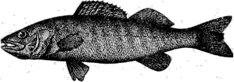 Морской судак (Lacioperca marina Cuvier).