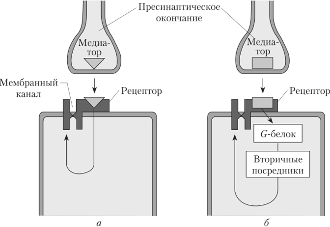 Механизм работы ионотропного и метаботропного рецепторов к медиаторам.