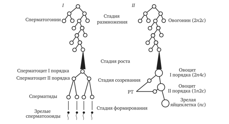 Схема гаметогенеза.