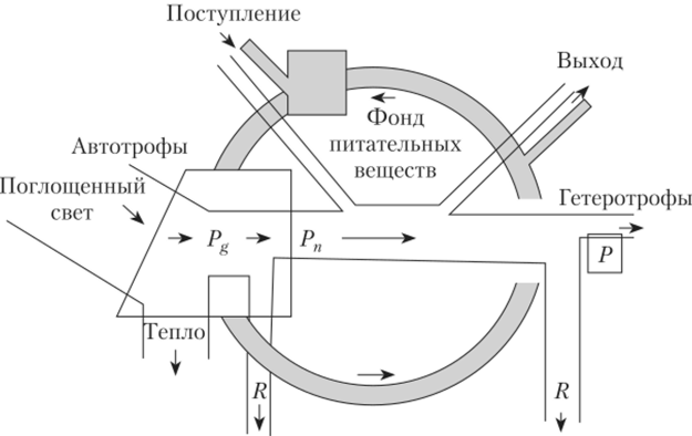 Биогеохимический круговорот (серое кольцо) на фоне упрощенной.
