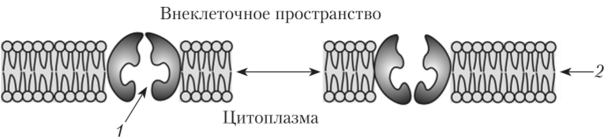 Интегральный мембранный белок-переносчик.