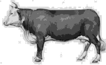 Корова казахской белоголовой породы.