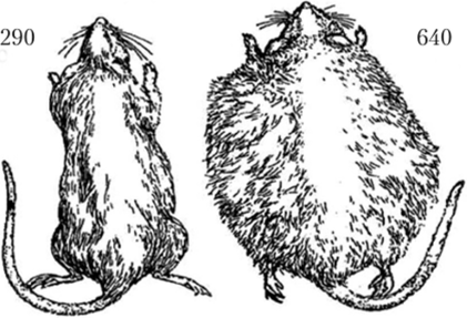 Гипоталамическое ожирение у крысы.