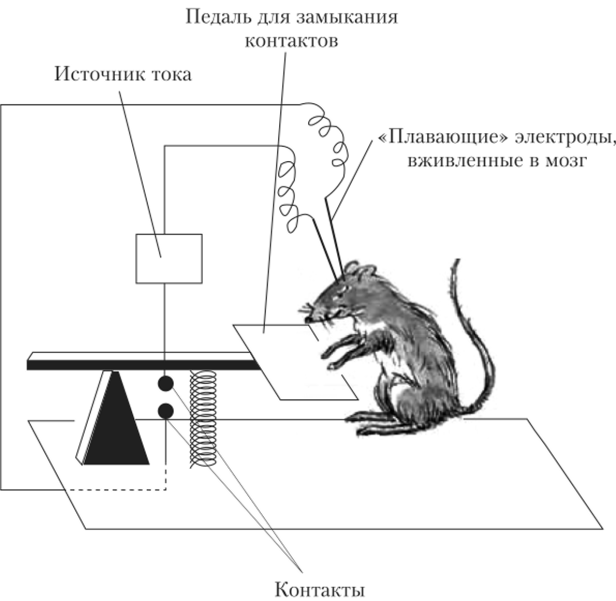 Эксперимент с самораздражением у крысы.