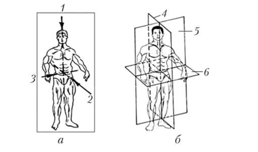 Оси вращения (а) и плоскости движений частей тела в пространстве (б).