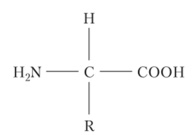Обобщенная химическая формула аминокислоты.