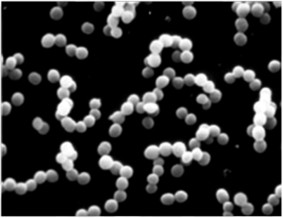 Streptococcus cremoris (электронная микрофотография).
