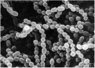 Streptococcus thermophilus (электронная микрофотография).