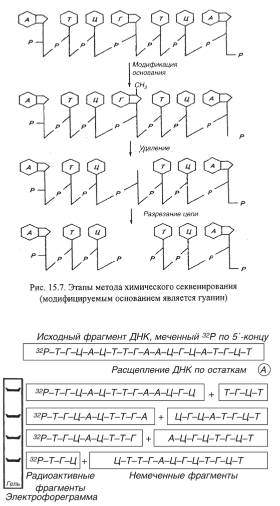 Схема получения семейства меченных по 5’-концу фрагментов ДНК в результате расщепления по определенному нуклеотиду (А).
