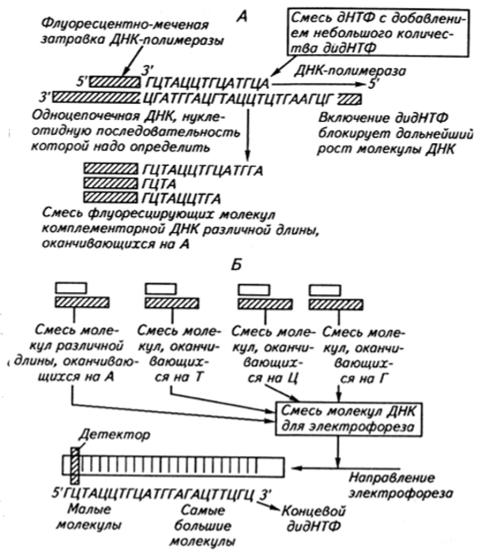 Схема энзиматического метода секвенирования нуклеиновых кислот, основанного на энзиматическом введении нуклеотида, терминирующего цепь.
