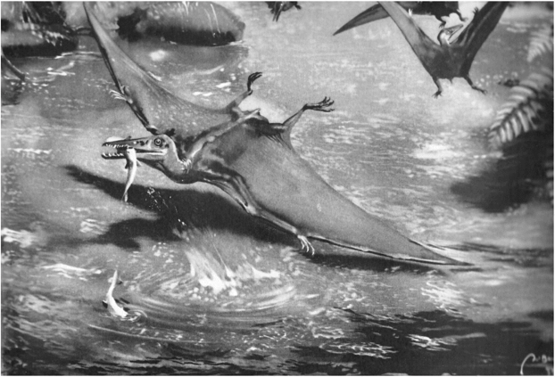 Птеродактиль (Pterodactylus) (реконструкция З.Буриана) ископаемым следам, оставленным птерозаврами при ходьбе по земле, они передвигались по субстрату, опираясь на все четыре конечности.