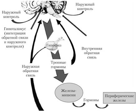Механизм возникновения синдрома отмены при длительном приеме кортикостероидов – нарушение регуляции выделения эндогенных гормонов.