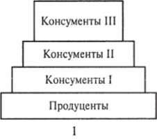 Упрощенная схема экологической пирамиды (1) и пирамиды чисел (2).