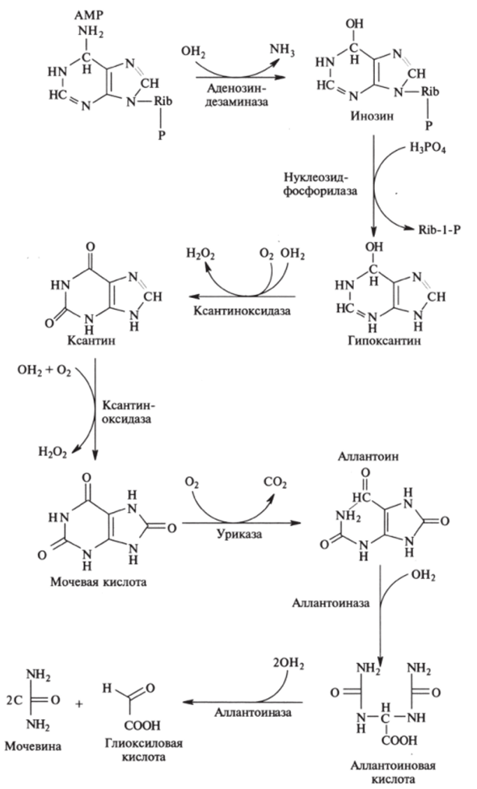 Метаболический путь распада пуриновых нуклеотидов на примере аденозина.
