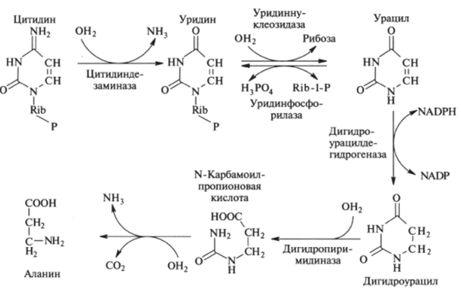 Метаболический путь распада пиримидиновых нуклеотидов на примере цитидина.