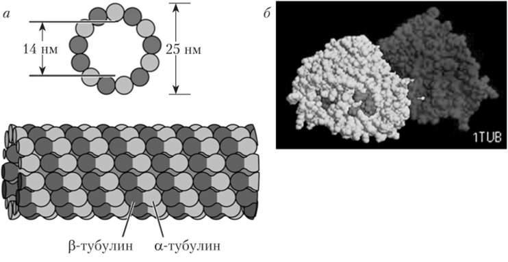 Строение микротрубочки (а) и гетеродимера тубулина (б).