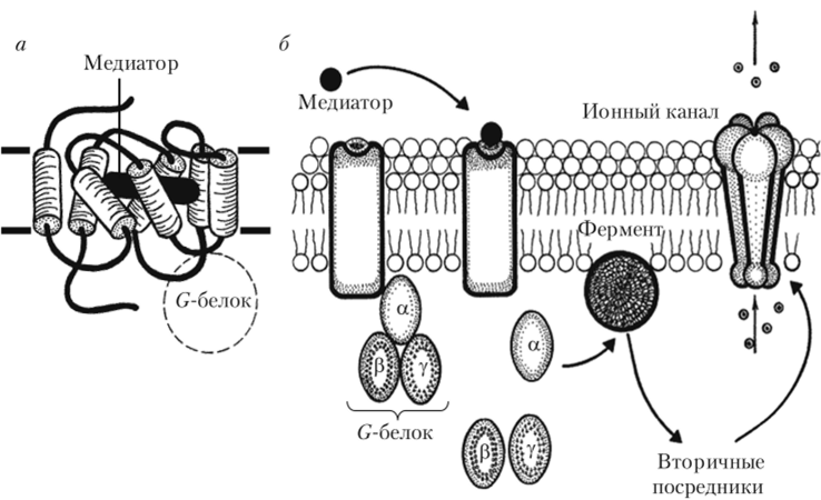 Молекулярная организация и принцип работы метаботропного рецептора.