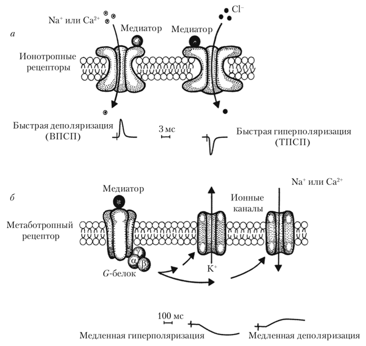 Примеры быстрых и медленных деполяризационных и гиперполяризационных ответов, возникающих, соответственно, при активации ионотропных (а) или метаботропных (б) рецепторов.