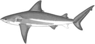 Тупорылая акула.