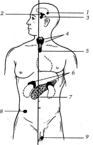 Схема расположения желез внутренней секреции у человека.