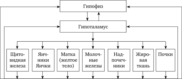 Схема гормональной регуляции эндокринной системы.