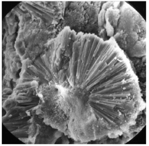 Призматические кристаллы роценита на поверхности пирита (Потапов, Максимович, 2006).
