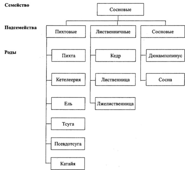 Филогенетическая система семейства Сосновые (Pinaceae).