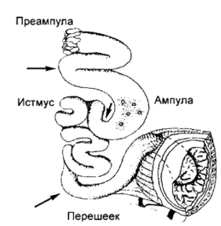 Схема организации яйцевода мыши (по Ле'т'шз, 1969).