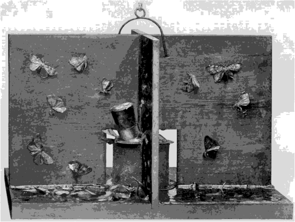 Ловушка для отлова самцов непарного шелкопряда путем приманивания их на живых самок (по Forbush, Fernald, 1896).