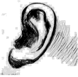 Особенности ушной раковины — «Дарвинов бугорок».
