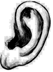 Особенности ушной раковины — раздвоенная мочка.