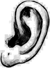 Особенности ушной раковины — искусственный прокол на мочке.
