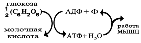 Цикл передачи энергии от углевода белку.