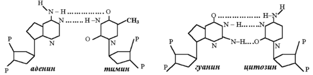 Варианты соединения аденина с тимином и гуанина с цитозином.