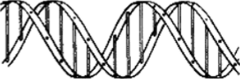 Модель структуры ДНК.