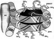Схема строения нуклеосомы.