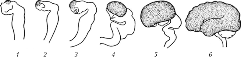 Боковая поверхность мозга человека на различных стадиях эмбрионального развития (конечный мозг заштрихован).