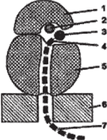 Схема строения рибосомы, сидящей на мембране ЭПС.