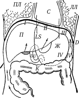 Анатомотопографическая схема поддиафрагмального пространства (схема en face).