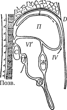 Анатомотопографическая схема поддиафрагмального пространства в профиль (вид слева).