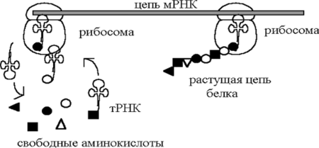 Схема процесса сборки полипептидной цепи.