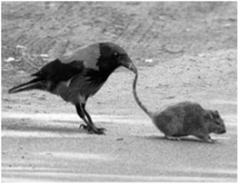 Ворона и крыса (пример игрового поведения птиц).