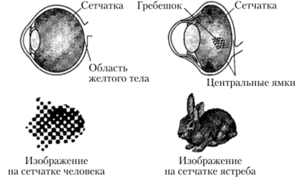Рис. 9.94. Сравнительная характеристика органов зрения птицы и человека.