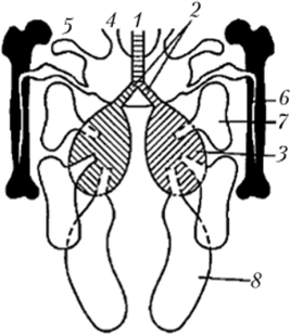 Схема дыхательной системы птиц.