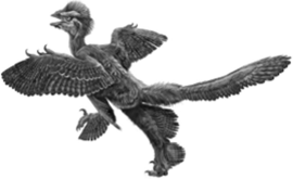 Анхиорнис — один из предполагаемых предков птиц (тероподы, группа манирапторов).