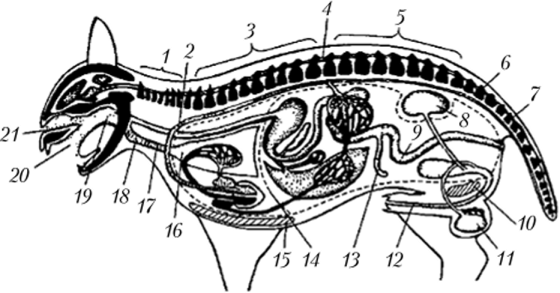 Схема строения млекопитающего (самец).