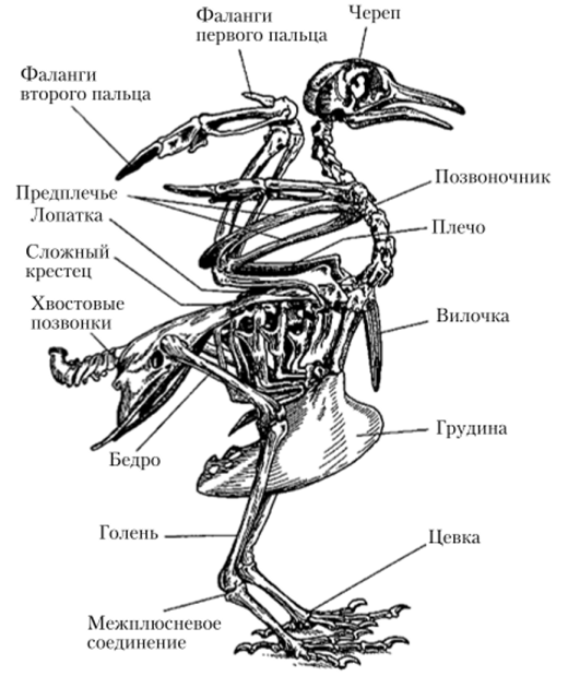 Строение скелета птицы.